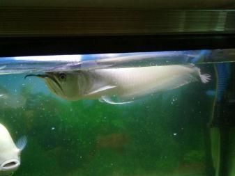 銀龍魚敢咬地圖魚嗎（銀龍魚和地圖魚在某些條件下可能會發生攻擊行為）