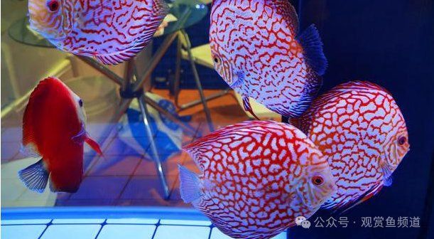 觀賞魚飼養(yǎng)難度排行