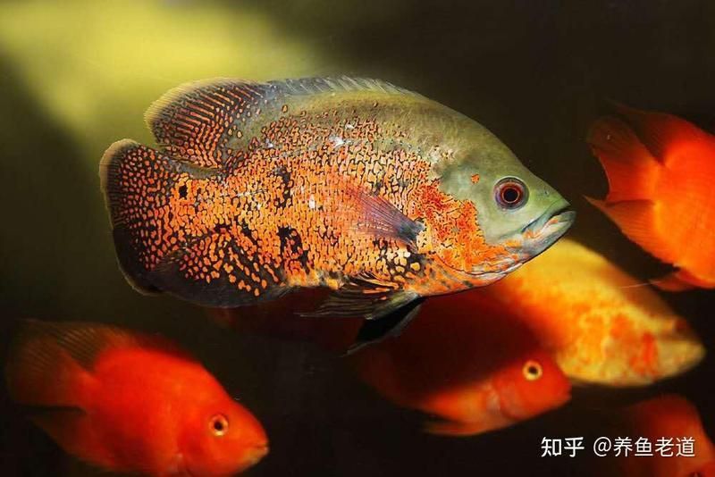 觀賞魚飼養(yǎng)難度排行