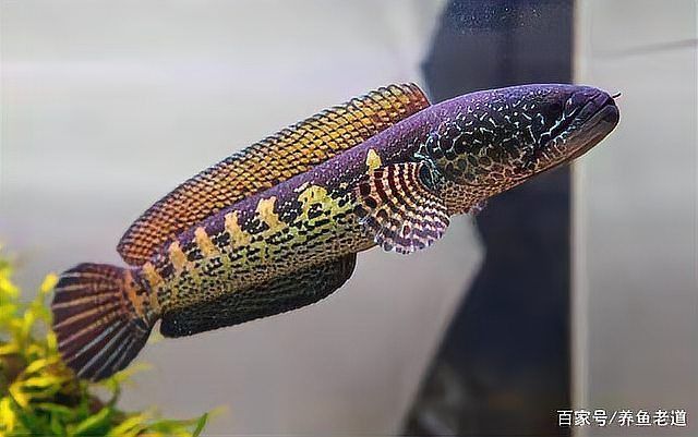 紅龍魚認主后有哪些表現？ 紅龍魚認主后有哪些表現？ 龍魚百科 第3張