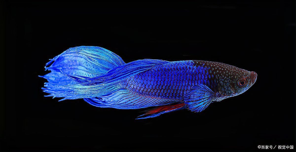 藍龍魚繁殖頻率是多久一次？