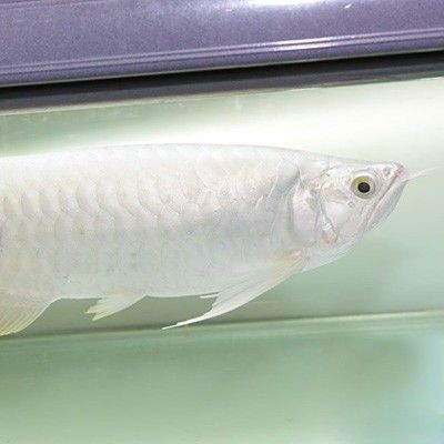 小白龍魚是什么魚種