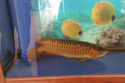 喂龍魚用什么小魚比較好吃：喂養(yǎng)龍魚用什么小魚比較好 喂龍魚用什么小魚比較好吃：喂養(yǎng)龍魚用什么小魚比較好 龍魚百科 第3張