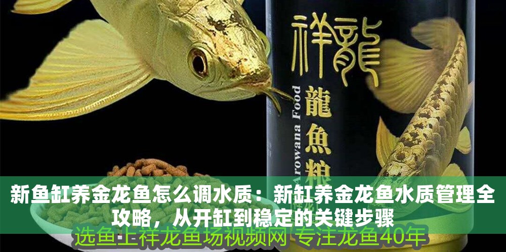 新魚缸養金龍魚怎么調水質：新缸養金龍魚水質管理全攻略，從開缸到穩定的關鍵步驟 新魚缸養金龍魚怎么調水質：新缸養金龍魚水質管理全攻略，從開缸到穩定的關鍵步驟 龍魚百科 第2張