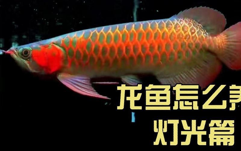 血紅龍是金龍魚嗎怎么養(yǎng)的視頻