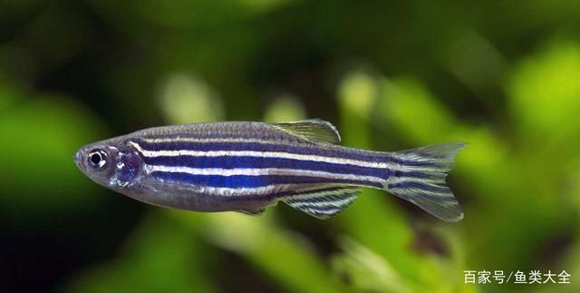 斑馬魚和曼龍魚混養好嗎：斑馬魚和曼龍魚可以和大斑馬魚混養嗎曼龍魚混養嗎 斑馬魚和曼龍魚混養好嗎：斑馬魚和曼龍魚可以和大斑馬魚混養嗎曼龍魚混養嗎 龍魚百科 第3張