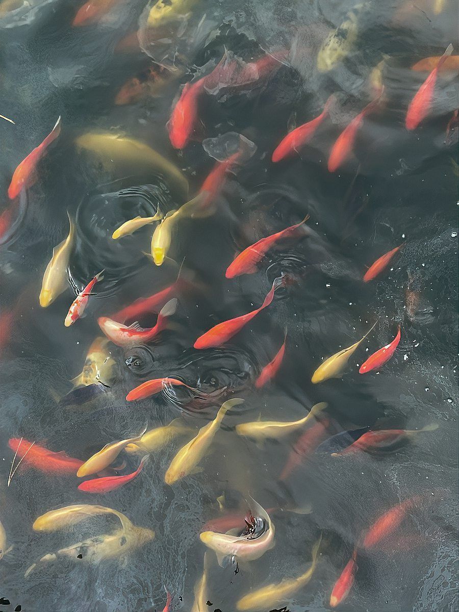 錦鯉幼魚十厘米