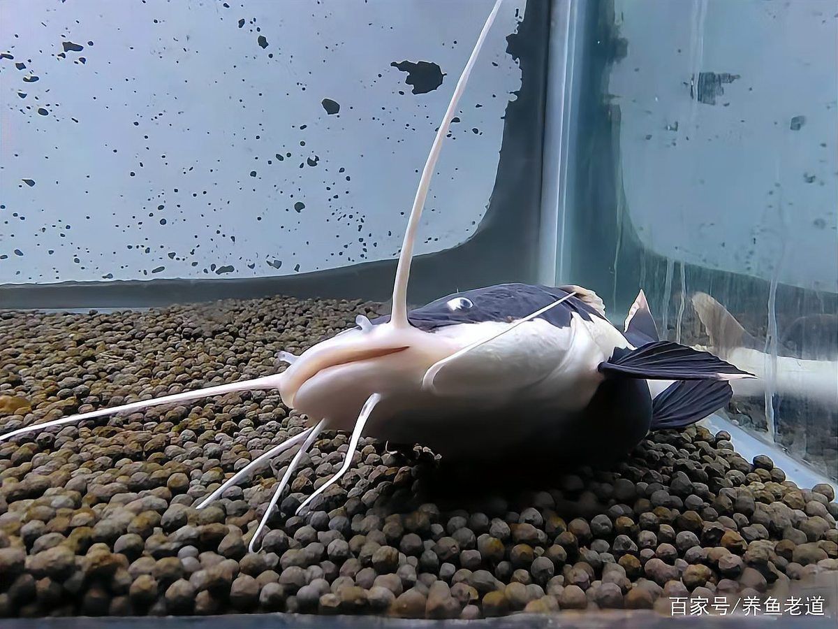 錦鯉幼魚十厘米