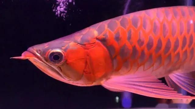 黃金龍魚養殖注意事項和禁忌：飼養黃金龍魚需要注意哪些問題？
