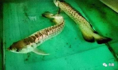 龍魚如何產卵圖解：龍魚如何產卵