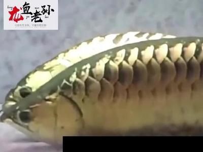 龍魚如何產卵圖解：龍魚如何產卵