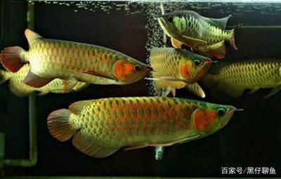 龍魚喂飼料好嗎？：關于龍魚喂飼料的一些詳細信息