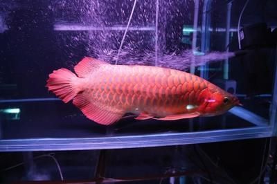 紅龍魚不用燈烤也能紅嗎？：沒有人工干預(yù)的情況下，紅龍魚是否能在自然狀態(tài)下發(fā)紅？