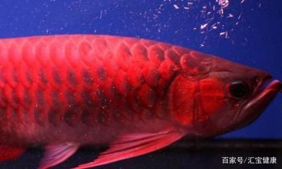 超血紅龍魚最佳飼養環境，超血紅龍魚的最佳飼養環境