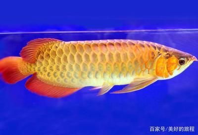 超血紅龍魚最佳飼養環境，超血紅龍魚的最佳飼養環境