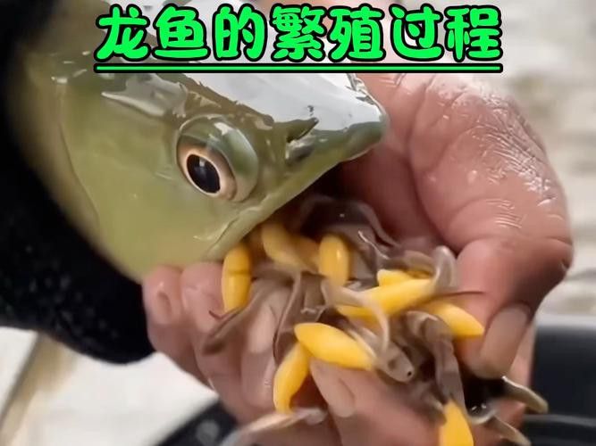 如何判斷金龍魚是否進入口孵狀態(tài)？