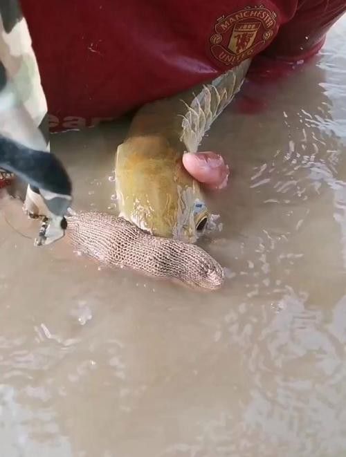 如何判斷金龍魚是否進入口孵狀態(tài)？