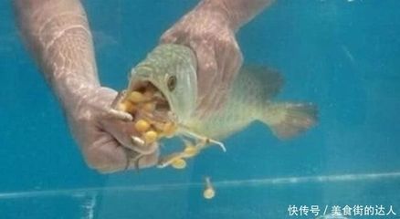 剛接回來的龍魚不吃東西：新買的龍魚不吃東西怎么辦