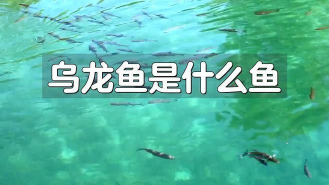 烏龍魚是什么魚圖片欣賞大全