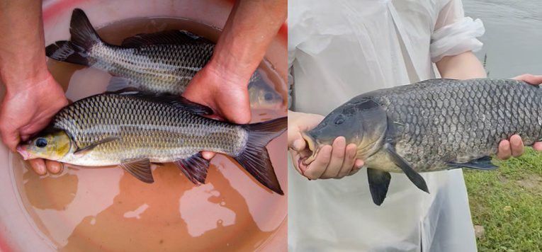 烏龍魚是什么魚圖片欣賞大全