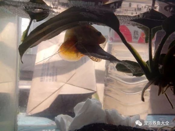 黃色曼龍魚怎么確認懷孕【如何判斷黃色曼龍魚懷孕？】