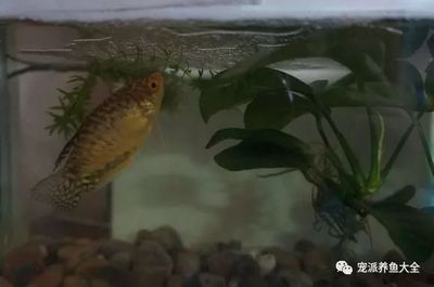 黃色曼龍魚怎么確認懷孕【如何判斷黃色曼龍魚懷孕？】