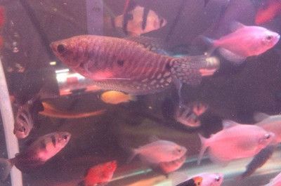 黃色曼龍魚怎么確認懷孕【如何判斷黃色曼龍魚懷孕？】
