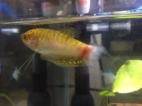 黃色曼龍魚怎么確認(rèn)懷孕【如何判斷黃色曼龍魚懷孕？】