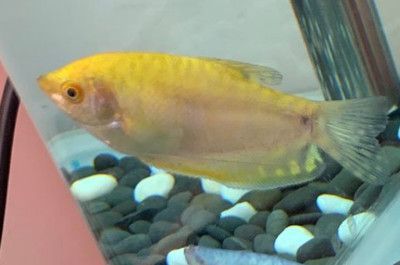 黃色曼龍魚怎么確認(rèn)懷孕【如何判斷黃色曼龍魚懷孕？】