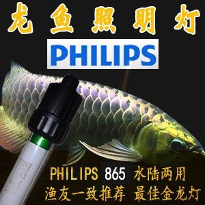 龍魚為什么要用三基色燈泡：飼養龍魚時，選擇三基色led燈具有助于龍魚發色和爬背