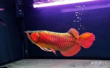 紅龍魚頭上長黑點是什么：紅龍魚頭上長黑點是什么原因 紅龍魚頭上長黑點是什么：紅龍魚頭上長黑點是什么原因 龍魚百科 第1張