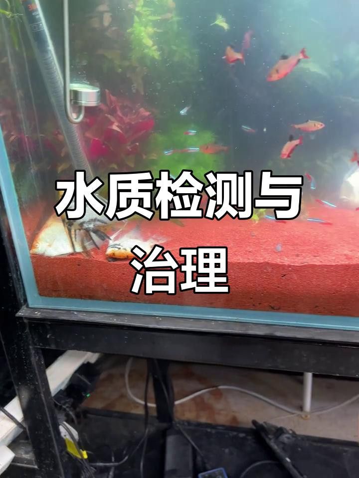 如何檢測魚缸水質是否合適？