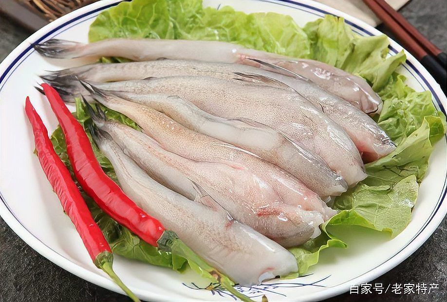 小白龍魚是什么魚