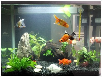 南美缸可以養龍魚嗎（南美缸適合養殖哪些魚？） 南美缸可以養龍魚嗎（南美缸適合養殖哪些魚？） 龍魚百科 第3張