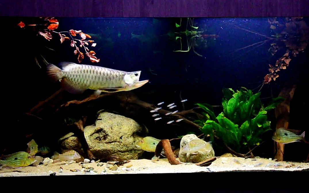 南美缸可以養龍魚嗎（南美缸適合養殖哪些魚？） 南美缸可以養龍魚嗎（南美缸適合養殖哪些魚？） 龍魚百科 第4張