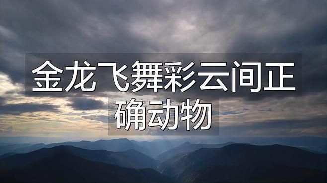 細框過背金龍最佳生肖