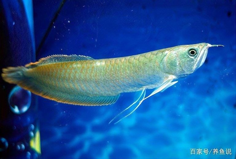 銀龍魚和金龍魚誰貴一點