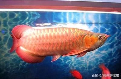 龍魚有什么特點和品質(zhì)