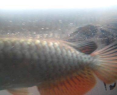 龍魚喂食時(shí)間表圖片:龍魚喂食時(shí)間表 龍魚百科 第3張 龍魚喂食時(shí)間表圖片:龍魚喂食時(shí)間表 龍魚喂食時(shí)間表圖片:龍魚喂食時(shí)間表 龍魚百科 第3張