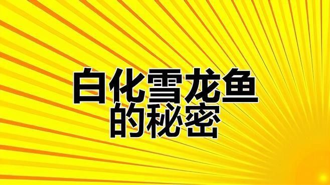 銀帶雪龍和黑帶雪龍哪個更稀有？