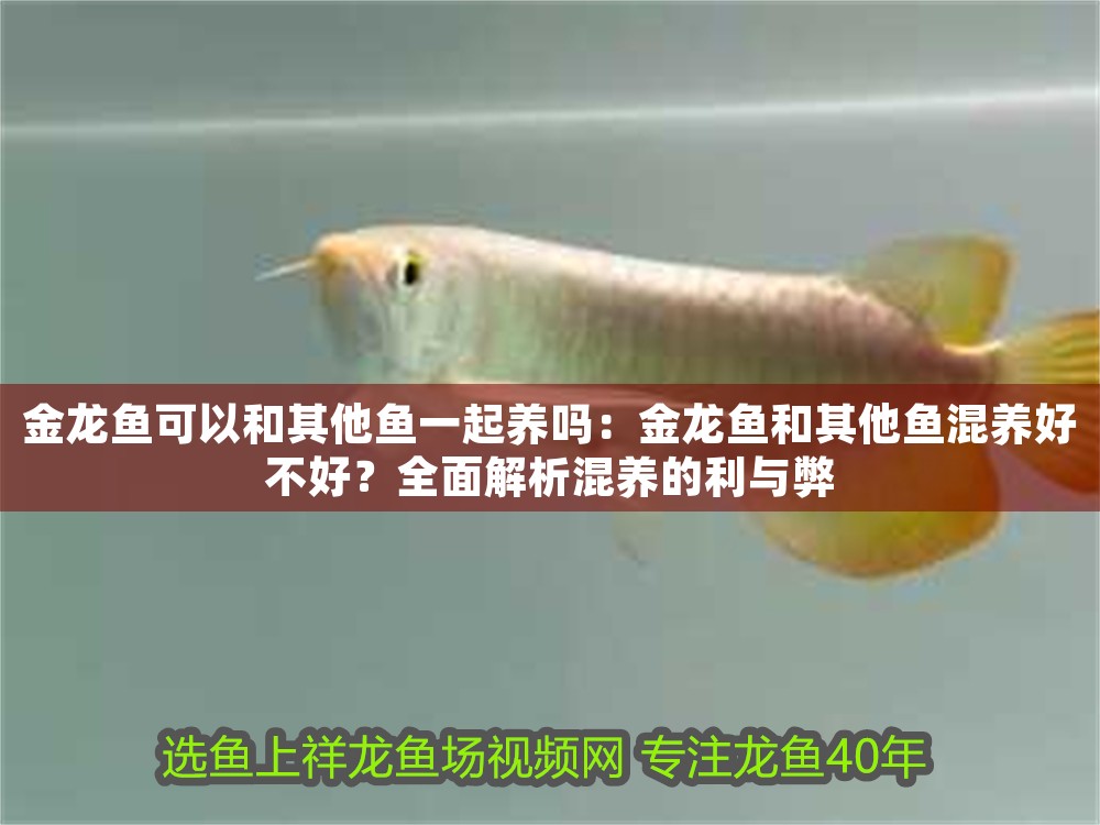 金龍魚可以和其他魚一起養(yǎng)嗎：金龍魚和其他魚混養(yǎng)好不好？全面解析混養(yǎng)的利與弊