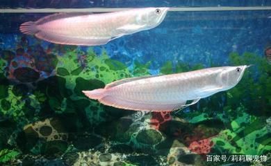 龍魚偶爾撞缸怎么回事：龍魚偶爾撞缸可能由多種因素引起，龍魚撞缸可能由多種因素引起