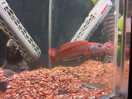 藍(lán)底過(guò)背金龍魚(yú)價(jià)格及圖片：探索藍(lán)底過(guò)背金龍魚(yú)的奧秘