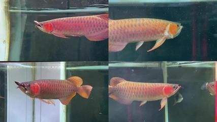 金龍魚形容詞語有哪些金龍魚和紅龍魚的詞語有哪些：形容金龍魚和紅龍魚的詞語