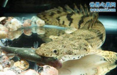 龍魚會吃自己的卵嗎：如何判斷龍魚是否會吃自己的卵 龍魚會吃自己的卵嗎：如何判斷龍魚是否會吃自己的卵 龍魚百科 第5張
