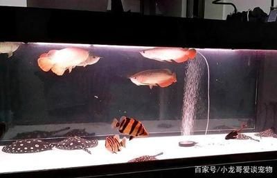 龍魚魟魚混養：龍魚與魟魚的混養