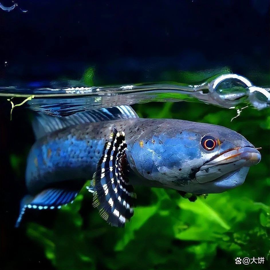 月鱧雷龍魚用多大的缸 月鱧雷龍魚用多大的缸 龍魚百科 第3張
