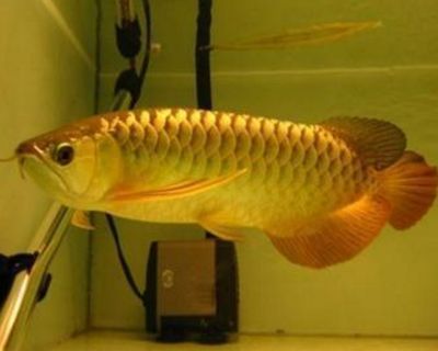 20厘米的金龍魚吃多少：20厘米的金龍魚的食量取決于它所食用的食物類型和數量 20厘米的金龍魚吃多少：20厘米的金龍魚的食量取決于它所食用的食物類型和數量 龍魚百科 第1張