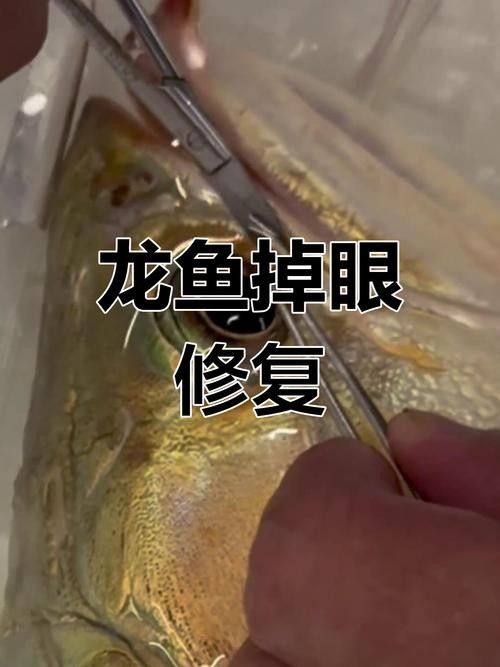 龍魚的視頻和圖片