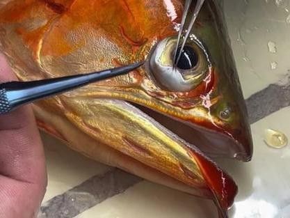 龍魚的視頻和圖片